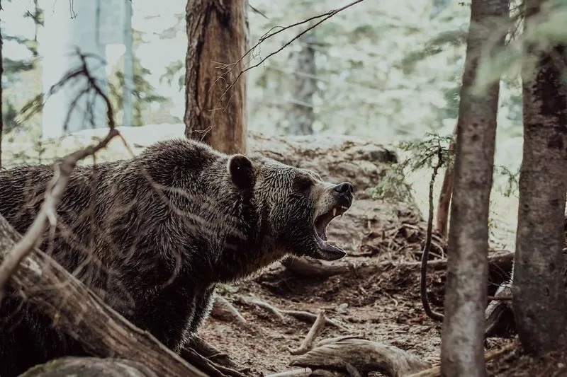 黃石公園的熊因氣候變化可以保持肥胖，而糧食卻變得更加稀缺