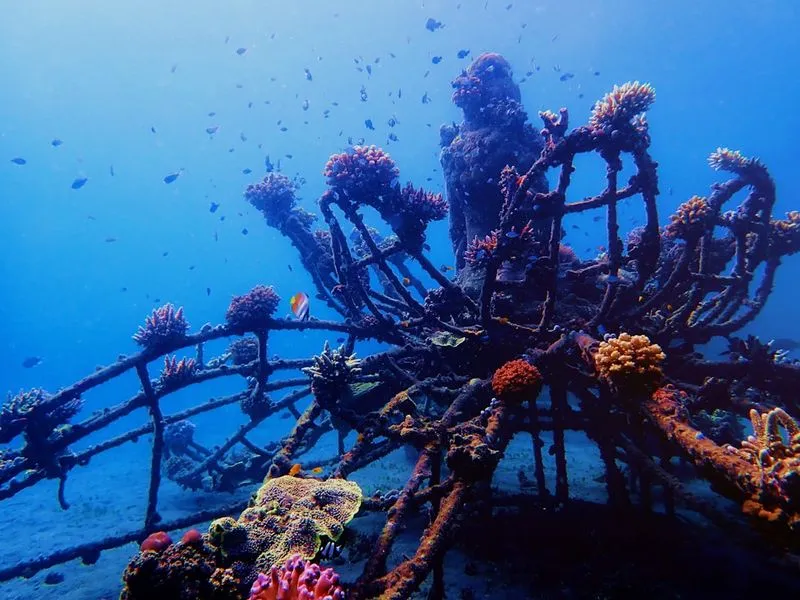 Google 利用人工智慧來拯救珊瑚礁