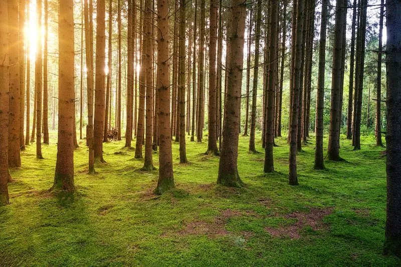 從根到冠，Mast Reforestation 正在重建 21 世紀的森林經濟