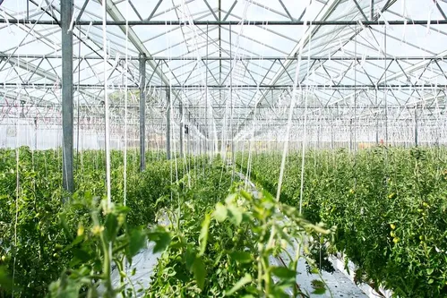 ProducePay 籌集 3800 萬美元應對農產品供應鏈浪費