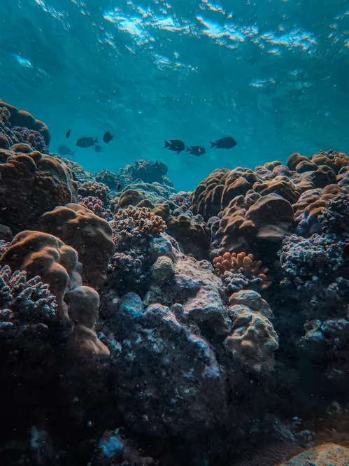 致命海洋熱浪正在摧毀佛羅裏達的珊瑚礁