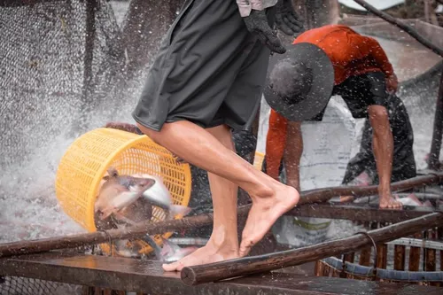 盛況壯觀！Wanda Fish 遨遊風投海域，籠獲 700 萬美元打造養殖大藍鰭吞拿魚
